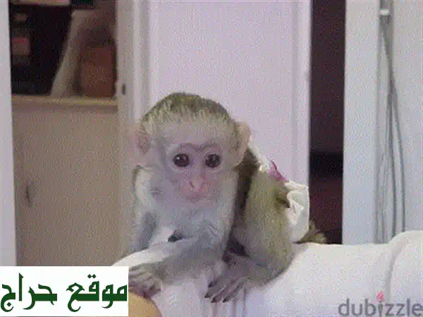 قردة مارموسيت أصابع دقيقة مُلقّحة للبيع - فرصة مميزة لعشّاق الحيوانات الأليفة!