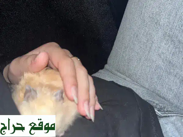 هامستران رائعين للبيع! (قفص كامل مع ملحقات)