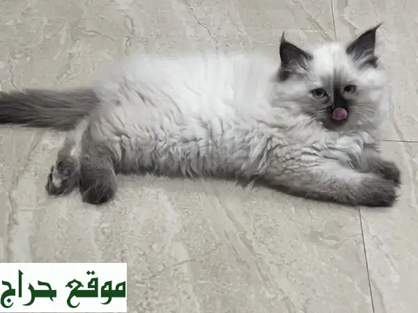 😻 قطط همالايا وشيرازي رقيقة! عمر شهر فقط - 10 قطط...