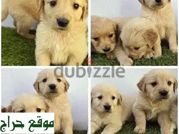 جرو جولدن ريتريفر: ٧ كنز من الذهب ينتظرونك!