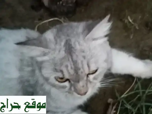 قطة أمريكية جميلة تبحث عن بيت دافئ ❤️ (سعر مناسب)