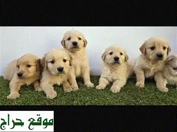 جرو جولدن ريتريفر: ٧ كنز من الذهب ينتظرونك!