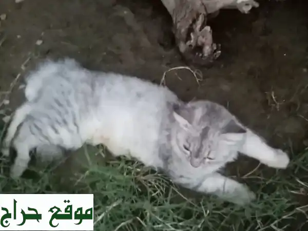 قطة أمريكية جميلة تبحث عن بيت دافئ ❤️ (سعر مناسب)