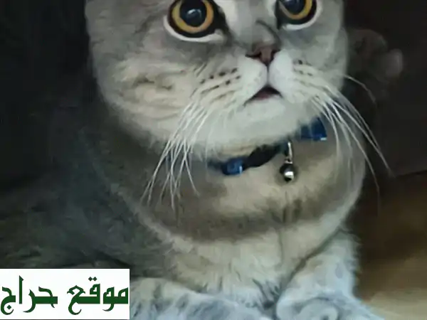 قطط سكوتيش فولد و سيل نقطة للبيع مع كل مستلزماتها!
