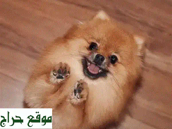 جروهات بوميرانيان سبِتز رائعة - ذكور وإناث - مُلقّحة ومُطَهّرة!