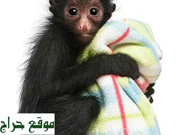 قردة مارموسيت أصابع دقيقة مُلقّحة للبيع - فرصة...