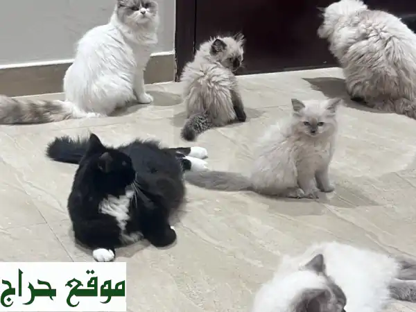 😻 قطط همالايا وشيرازي رقيقة! عمر شهر فقط - 10 قطط رائعة تبحث عن بيتها الدافئ!