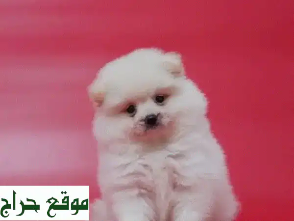 جروهات بوميرانيان سبِتز رائعة - ذكور وإناث -...