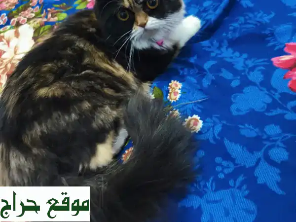 قطط سكوتيش فولد و سيل نقطة للبيع مع كل مستلزماتها!
