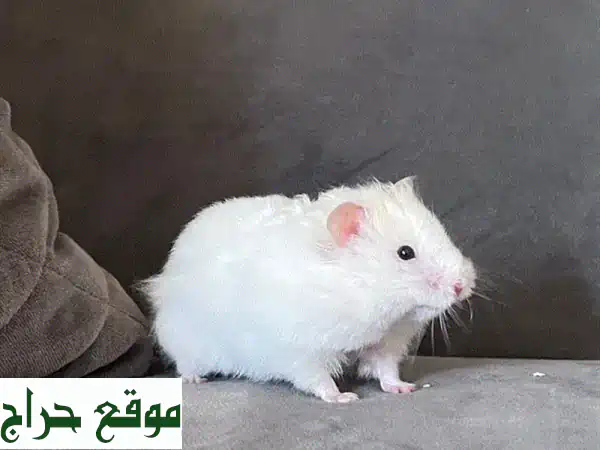هامستران رائعين للبيع! (قفص كامل مع ملحقات)