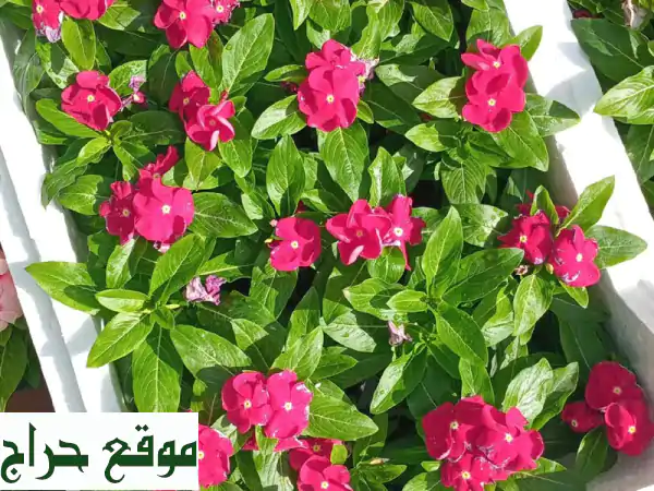 أحلامك الخضراء.. بين يدينا! تصميم وتنفيذ حدائق ولاند سكيب متكاملة