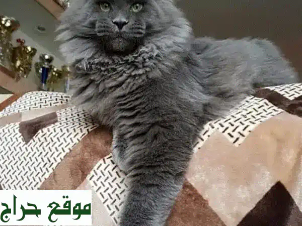 قطة مين كون رمادية مستوردة - رفيقة مخلصة وعاطفية!