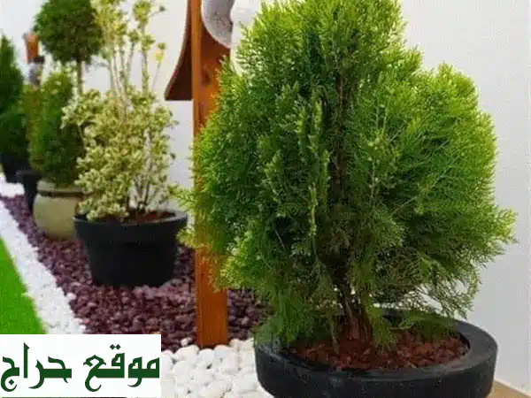تحويل حديقتك إلى جنة: تصميم وتنسيق حدائق احترافي
