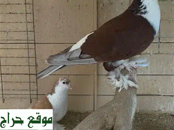 طيور جميلة للبيع - ببغاوات وحمام وأكثر! أسعار مميزة