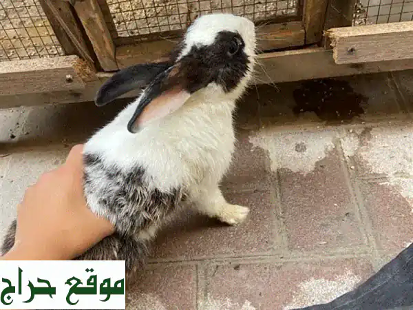 أرانب للبيع - أربعة أرانب رائعة، أسعار قابلة للتفاوض!