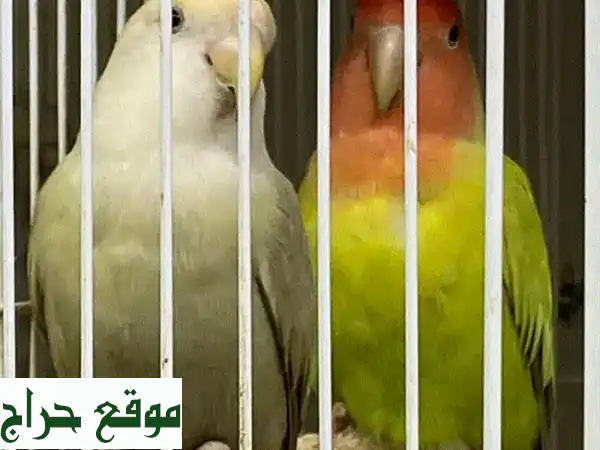 طيور جميلة للبيع - ببغاوات وحمام وأكثر! أسعار مميزة