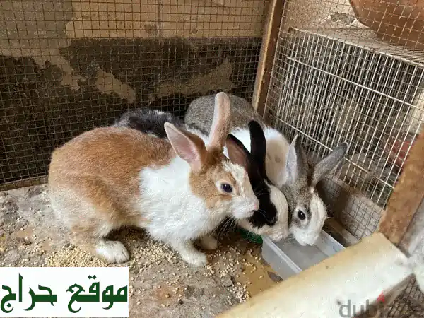 أرانب للبيع - أربعة أرانب رائعة، أسعار قابلة للتفاوض!