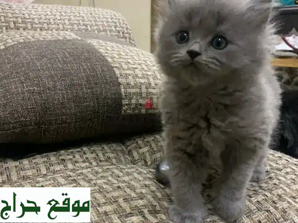 قطة سكوتش فيس جميلة للبيع في الرياض - ذكر، شعر...