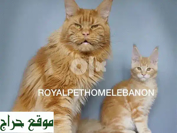قطط Maine Coon مستوردة - عمر شهرين - ألطف قطط ستراها! 😍