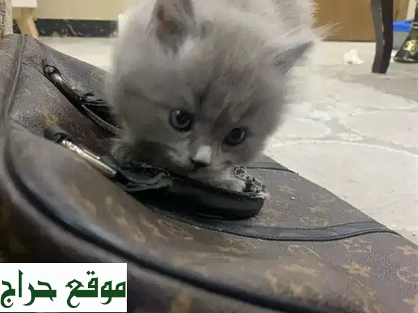 قطة سكوتش فيس جميلة للبيع في الرياض - ذكر، شعر طويل، أليف جداً!