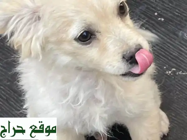 جروين لولو فوكس لعوبين ونشيطين - جاهزين لمنزل جديد!