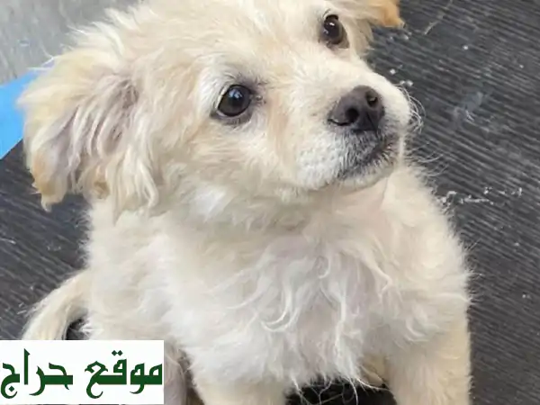 جروين لولو فوكس لعوبين ونشيطين - جاهزين لمنزل جديد!