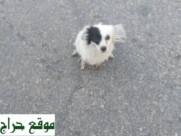 كلب أمريكي أليف للبيع - رفيقك الوفي ينتظرك!