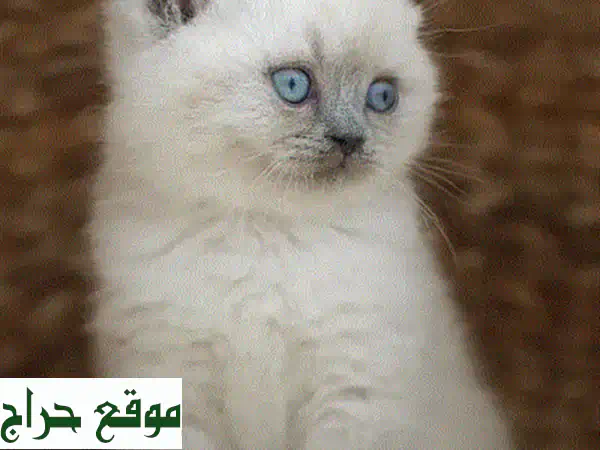 قطط بريتيش بلو بوينت شورت هير جميلة - توصيل متوفر!