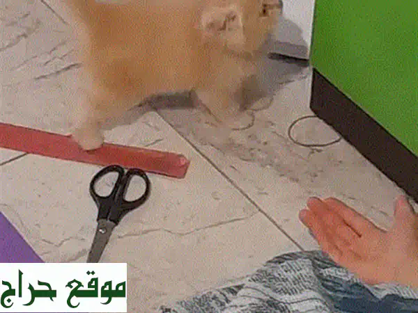 قطط فارسية جميلة - ذكور - عمر شهرين - صحية ومدللة!