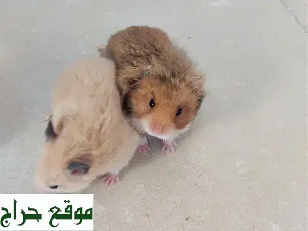 زوج من الهامستر اللطيفين مع قفص وألعاب!  🏠🐹💕