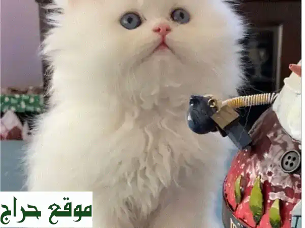 قطط فارسية جميلة - ذكور - عمر شهرين - صحية ومدللة!