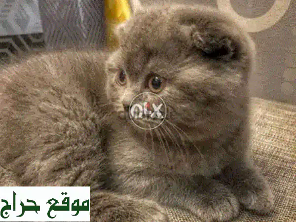 قطط بريتيش بلو بوينت شورت هير جميلة - توصيل متوفر!