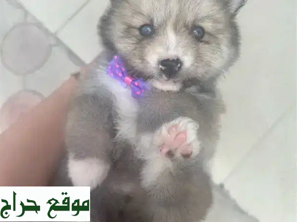 جرو بومسكي رائع للبيع في لبنان - ذكور وإناث متوفرة!
