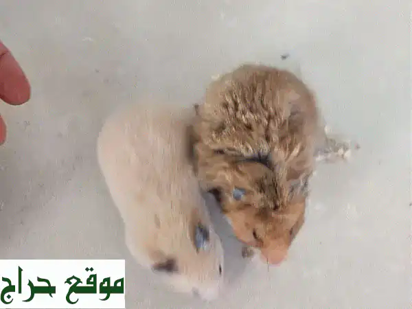 زوج من الهامستر اللطيفين مع قفص وألعاب!  🏠🐹💕