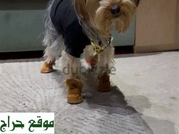 جرو بومسكي رائع للبيع في لبنان - ذكور وإناث متوفرة!