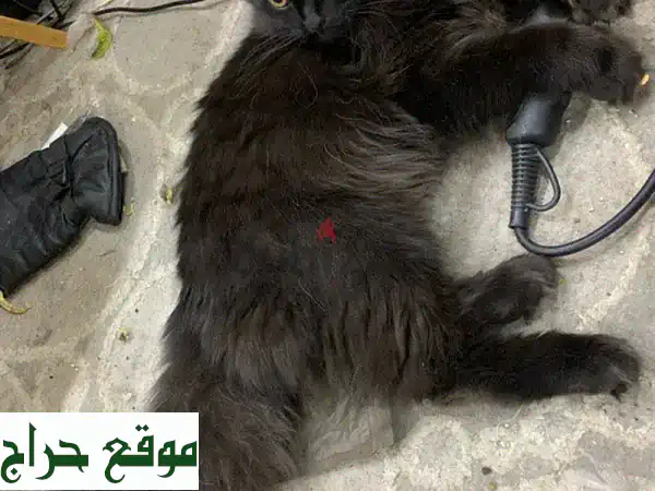 قط همالايا أسود فخم - أليف وناعم - للبيع في الرياض...