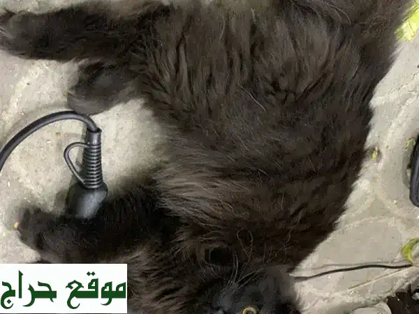 قط همالايا أسود فخم - أليف وناعم - للبيع في الرياض بسعر مميز!