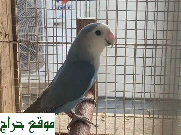 فرخ حمام صحي ونظيف للبيع - ٥ دنانير فقط!