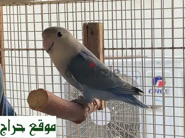 فرخ حمام صحي ونظيف للبيع - ٥ دنانير فقط!