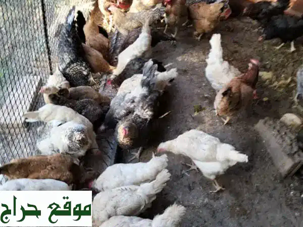 دجاجة محلية طازجة - 40 دجاجة كما في الفيديو!  🐔  (حيوانات، دواجن)