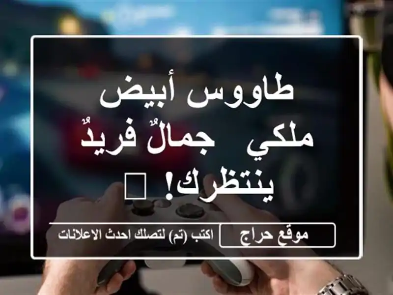 طاووس أبيض ملكي - جمالٌ فريدٌ ينتظرك! 👑