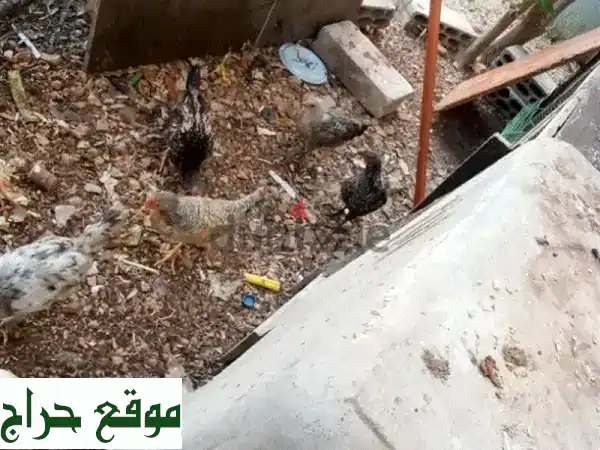 دجاج للبيع - 10 طيور صحية وقوية بسعر مميز!