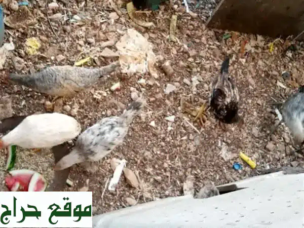 دجاج للبيع - 10 طيور صحية وقوية بسعر مميز!