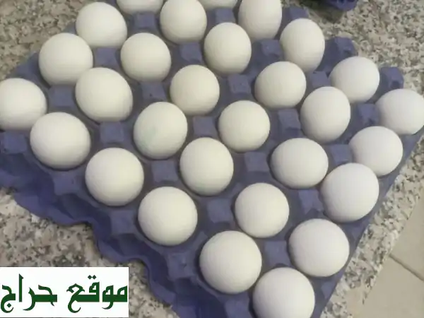 بيض طازج - جودة عالية وأسعار مميزة في الرياض!...