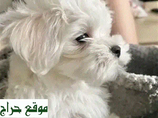 بichon Maltese رقيق! جراء بيشون فريزي صغيرة للبيع - ذكور وإناث