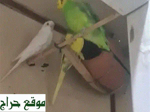 قفص طيور نظيف وجاهز للاستخدام - مسكن فاخر لصديقك الريشي!
