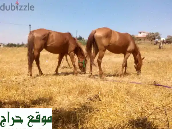 خيول وبغال ودواب للبيع في شمال عكار - وادي خالد |...