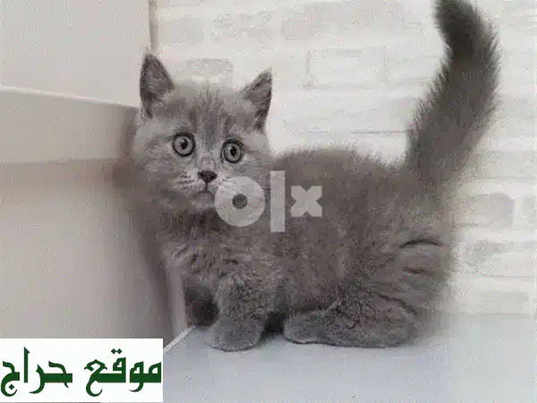 Kittens British Shorthair Grey u002 F Sweet قطط cat