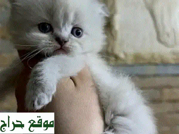 Kittens British Shorthair Grey u002 F Sweet قطط cat