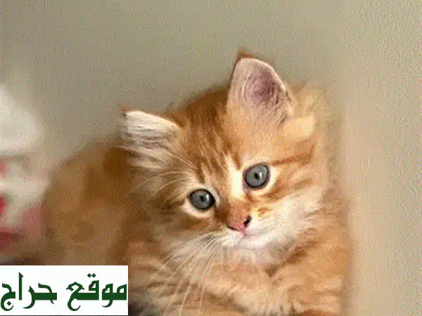 قطط بريطانية أنيقة ومهذبة - ذكور وإناث مُدربين على استخدام صندوق الرمل
